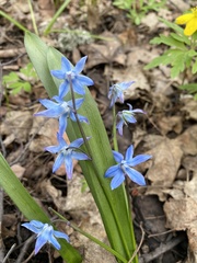 Scilla siberica