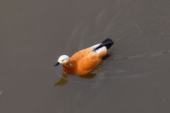Tadorna ferruginea