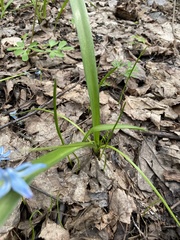 Scilla siberica