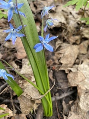 Scilla siberica