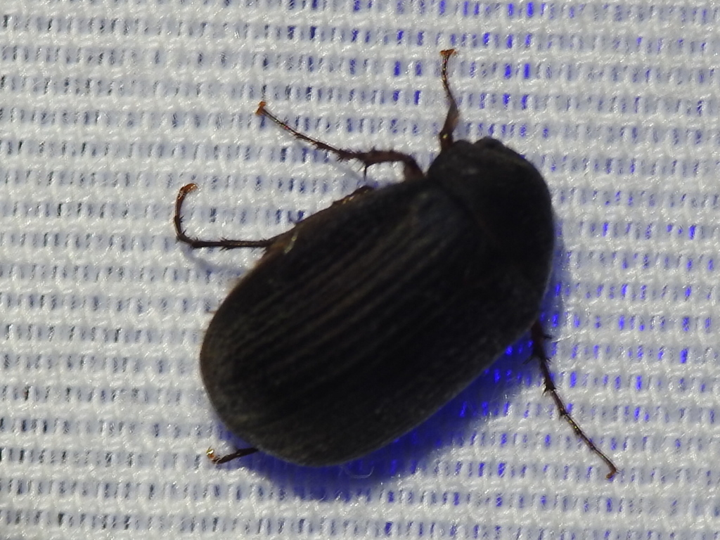 Serica parallela