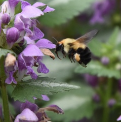 Bombus bimaculatus