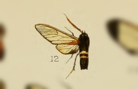 Sarosa boenninghauseni