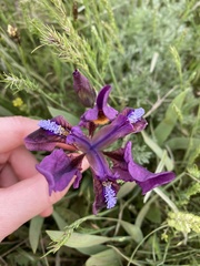 Iris scariosa