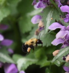 Bombus bimaculatus