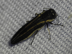 Agrilus bilineatus