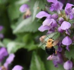 Bombus bimaculatus