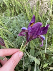 Iris scariosa