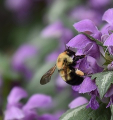 Bombus bimaculatus