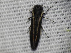 Agrilus bilineatus