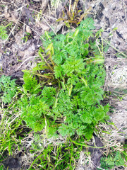 Anthriscus sylvestris