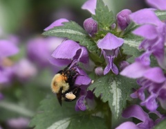 Bombus bimaculatus