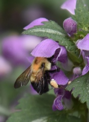 Bombus bimaculatus