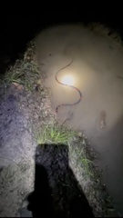 Micrurus lemniscatus