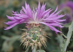 Centaurea dimorpha