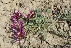 Astragalus suprapilosus