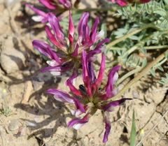 Astragalus suprapilosus