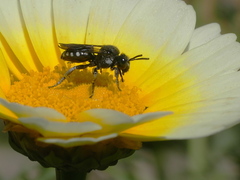 Ammobates oraniensis