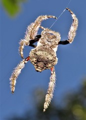 Caerostris
