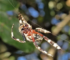 Caerostris