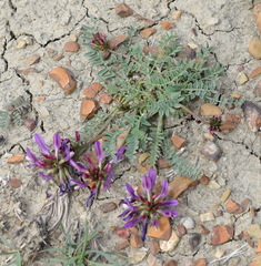 Astragalus suprapilosus