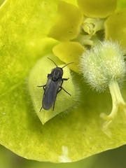 Diptera
