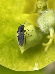 Diptera