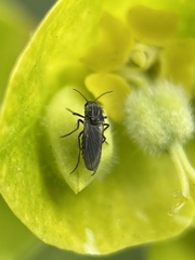 Diptera
