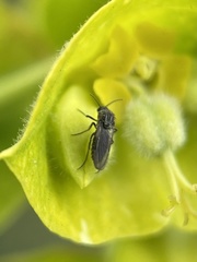 Diptera