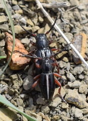 Dorcadion cinerarium