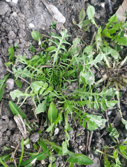 Capsella bursa-pastoris