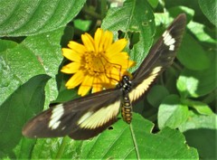 Acraea esebria