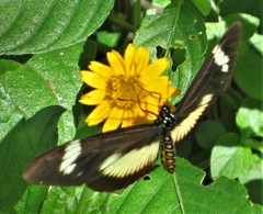 Acraea esebria