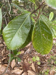Cephaleuros virescens