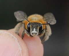Anthophora dufourii