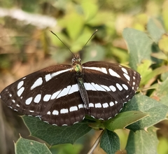 Neptis mahendra