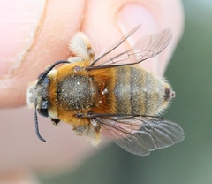 Anthophora dufourii