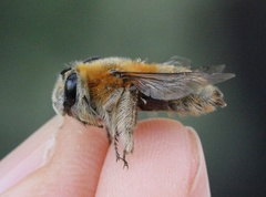 Anthophora dufourii