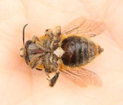 Anthophora dufourii