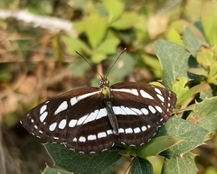 Neptis mahendra