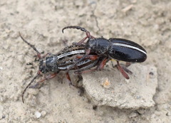 Dorcadion cinerarium