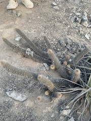 Loxanthocereus