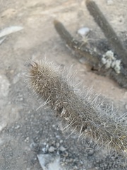 Loxanthocereus