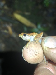 Pristimantis altamnis