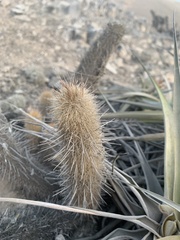 Loxanthocereus