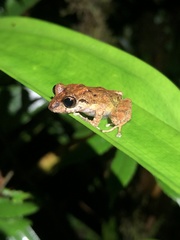 Pristimantis incomptus