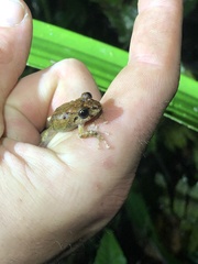 Pristimantis incomptus