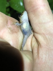 Pristimantis incomptus