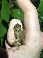 Pristimantis incomptus