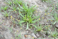 Neotorularia torulosa
